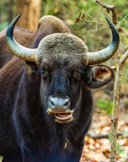 Indian Gaur