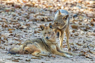 Indian Golden Jackals