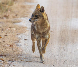 Indian Jackal Running