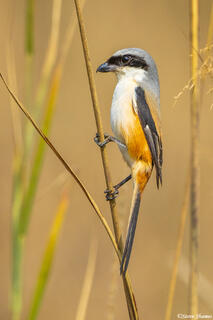 Indian Long Tailed Shrike