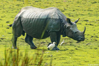 Indian One Horned Rhino