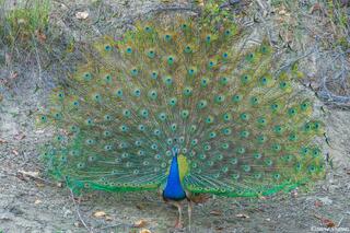 Indian Peafowl Displaying Feathers