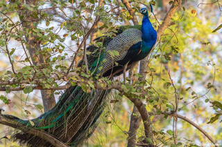 Indian Peafowl in Tree