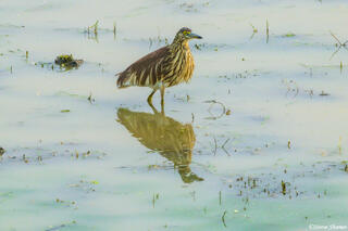 Indian Pond Heron