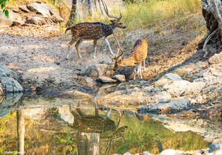 Indian Spotted Deer Waterhole