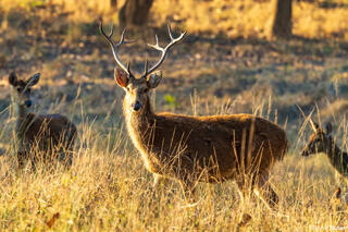 Indian Swamp Deer