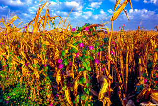 Indiana Cornfield