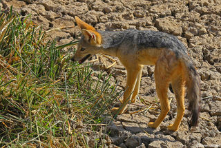 Jackal