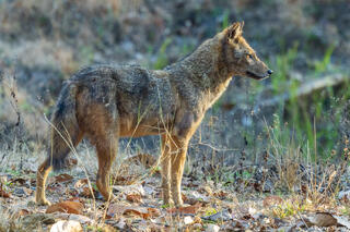 Kanha Golden Jackal