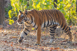 Kanha National Park