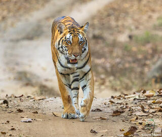 Kanha National Park Tiger