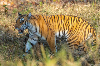 Kanha Reserve Female Tiger