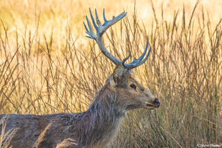 Kanha Swamp Deer