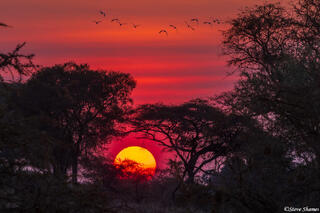 Katavi-African Sunset