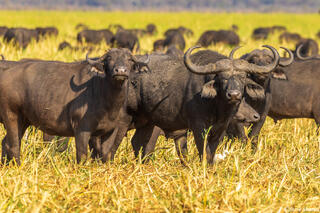 Katavi-Big Horned Cape Buffalo
