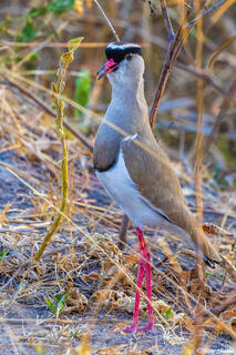 Katavi-Crowned Lapwing