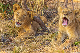 Katavi-Cubs Relaxing