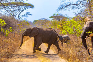 Katavi-Elephant Crossing Road