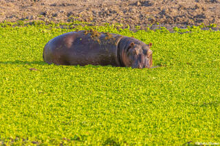 Katavi-Hippo in Waterhole