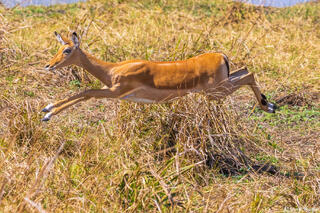 Katavi-Impala Leaping