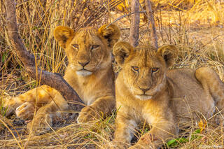 Katavi-Lion Cubs