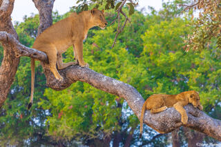 Katavi-Lioness and Cub