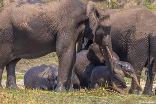 Katavi-Little Elephant Calf