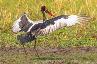 Katavi-Saddle Billed Stork
