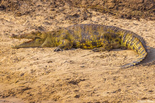 Katavi-Sunbathing Crocodile