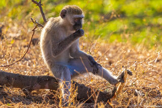 Katavi-Vervet Monkey Eating