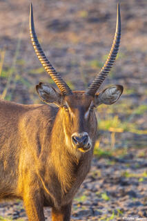 Katavi-Waterbuck Portrait