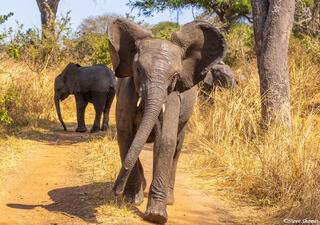 Katavi-Young Elephant Charging