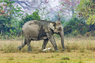 Kaziranga Asian Elephant