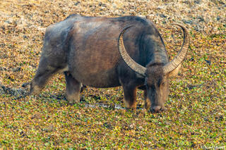 Kaziranga Buffalo Marsh