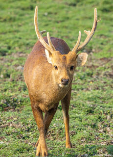 Kaziranga Hog Deer