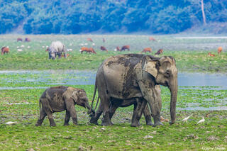 Kaziranga Indian Elephants