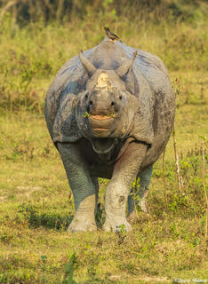 Kaziranga National Park
