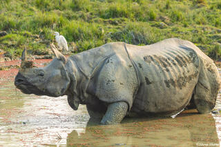 Kaziranga Rhino in Water