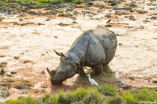 Kaziranga Rhino Scene