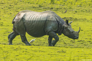 Kaziranga Sharp Horned Rhino