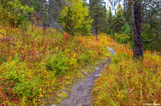 Kenai Alaska Trail