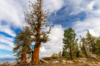Kirkwood Trees