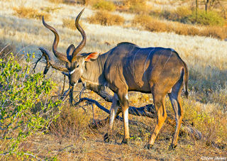 Kudu