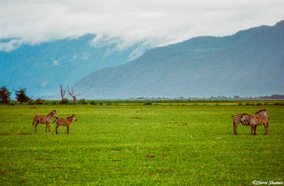 Lake Manyara Zebras