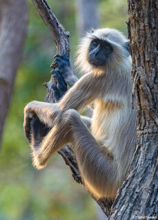 Langur in Tree