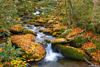 Leaf Covered Creek