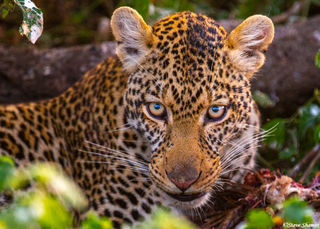 Leopard Close Up