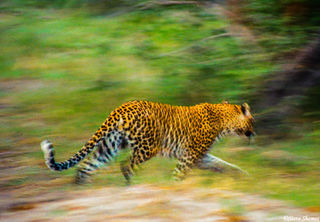 Leopard Running