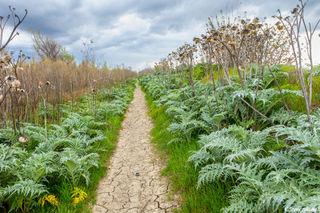 Liberty Island Reserve
