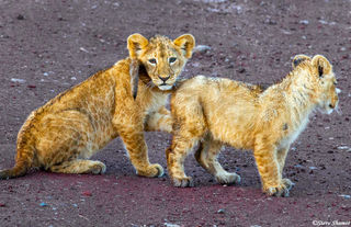 Lion Cubs Playing